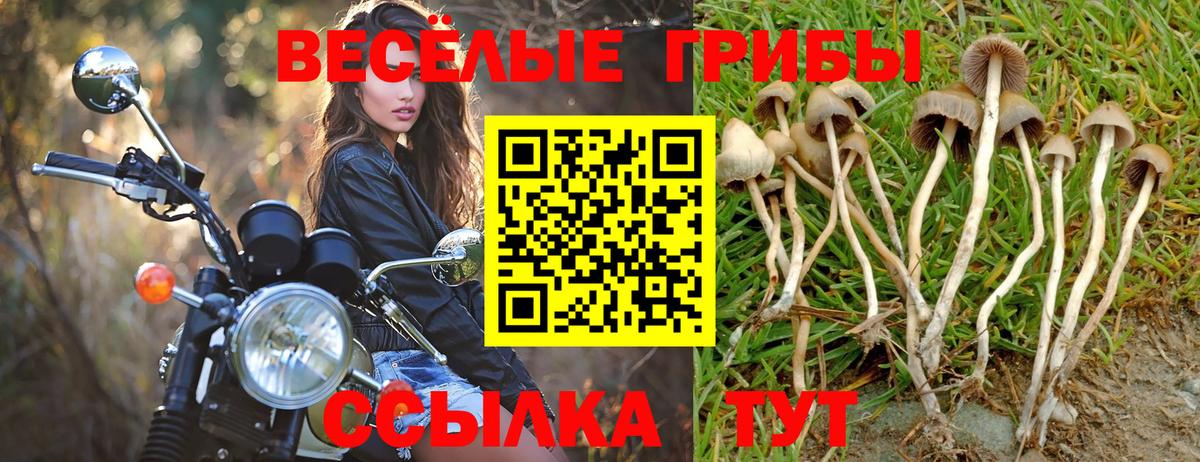 купить наркотик  Вход с VPN  Вятские Поляны  Галлюциногенные грибы Psilocybe 